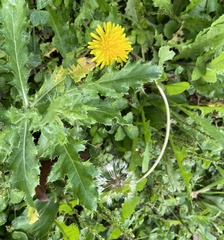 Taraxacum
