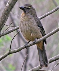 Saltator coerulescens