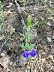 Scutellaria brittonii