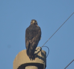 Geranoaetus melanoleucus