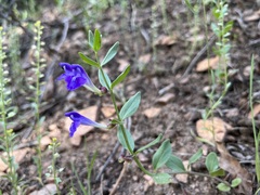 Scutellaria brittonii