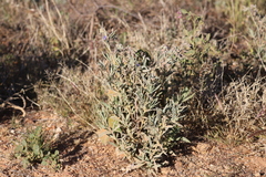 Trichodesma zeylanicum