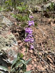 Penstemon secundiflorus