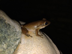 Polypedates leucomystax