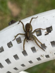 Lycosidae