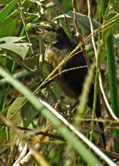 Saltator coerulescens