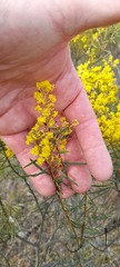 Acacia decora