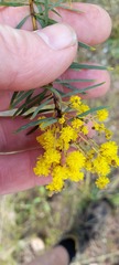 Acacia decora