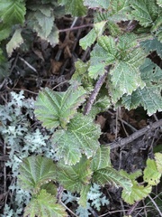 Rubus ursinus