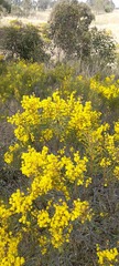 Acacia decora