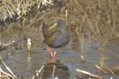 Pardirallus sanguinolentus