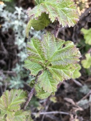 Rubus ursinus