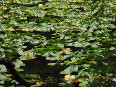 Nuphar polysepala