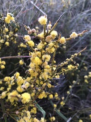 Acacia spinescens
