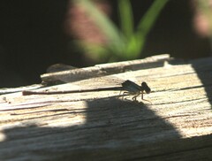 Argia apicalis