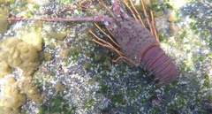 Panulirus interruptus