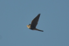Falco femoralis