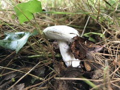 Hypomyces chrysospermus