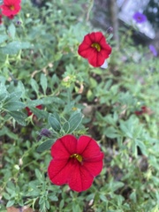 Calibrachoa
