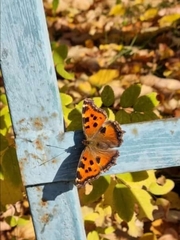 Nymphalis xanthomelas