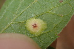 Pachypsylla