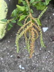 Amaranthus viridis