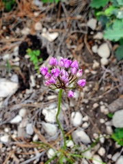 Allium geyeri
