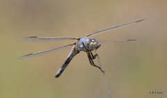 Libellula composita
