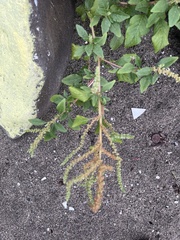 Amaranthus viridis