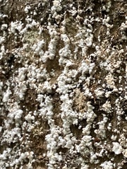 Cryptococcus fagisuga