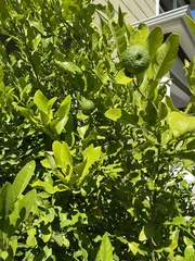 Citrus hystrix