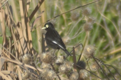 Hymenops perspicillatus