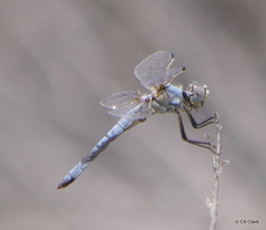 Libellula composita