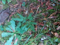 Sceptridium dissectum