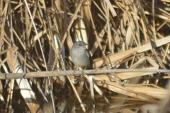 Serpophaga nigricans