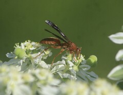 Polistes rubiginosus