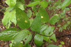 Pachypsylla