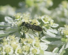 Myzinum obscurum