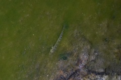 Cobitis paludica