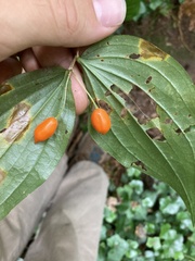 Prosartes smithii
