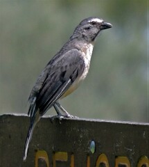 Saltator coerulescens