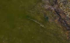 Cobitis paludica