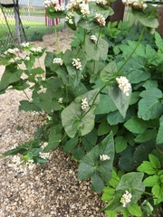 Fagopyrum esculentum
