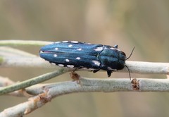 Agrilus walsinghami