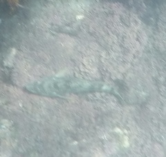 Paralabrax nebulifer