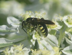Myzinum obscurum