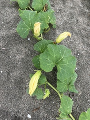 Cucurbita moschata