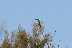 Gavicalis virescens