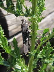 Trimerotropis verruculata