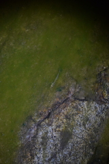 Cobitis paludica